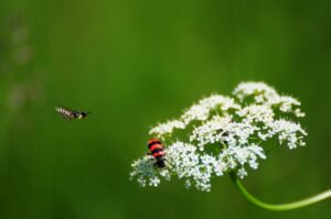 Wildbienen und Insekten entdecken