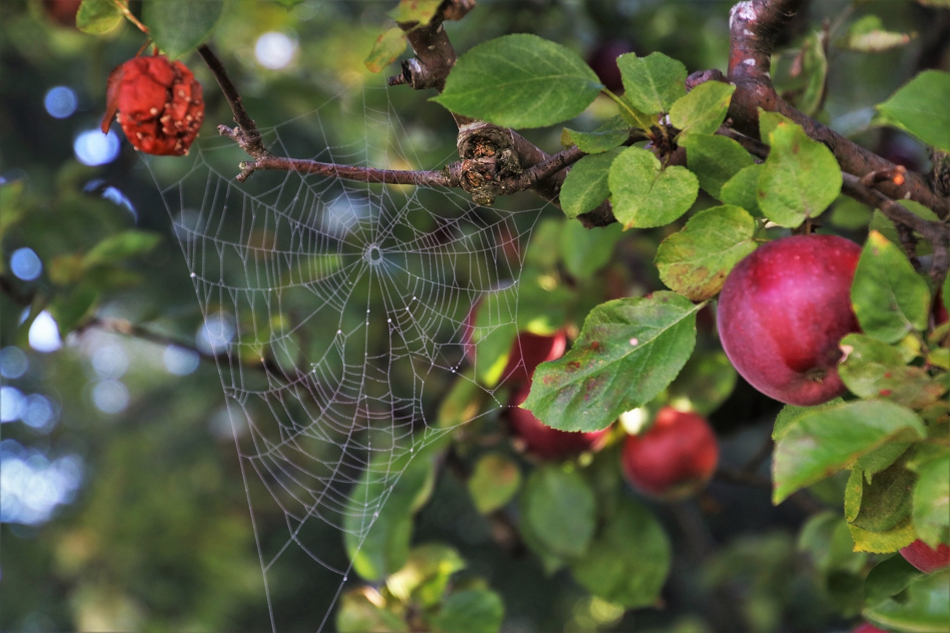 Herbstfest im Artenparadies Spinnennetz