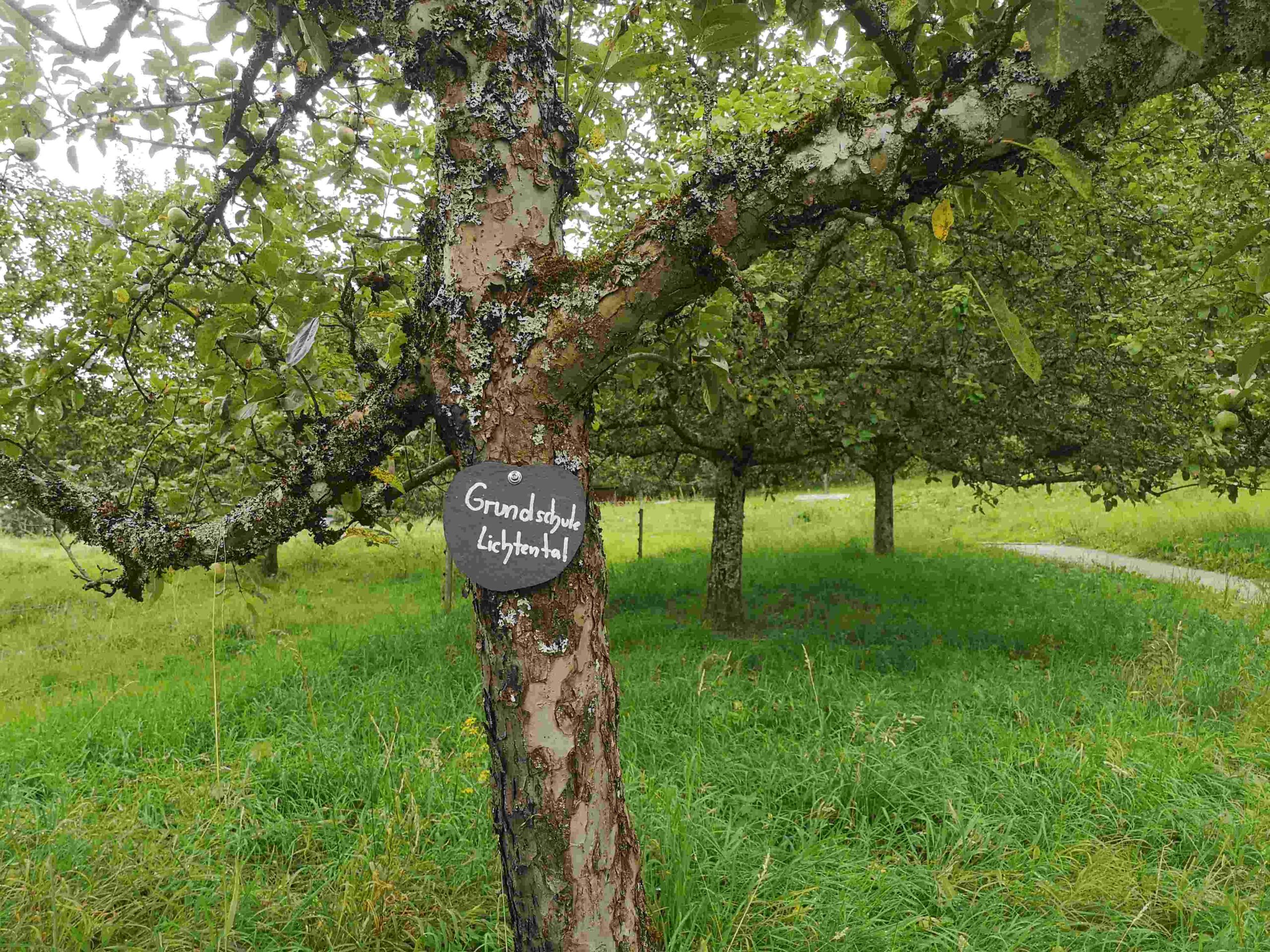 Obstbaumpatenschaft
