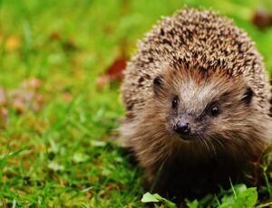 Lebensraum Streuobstwiese Igel