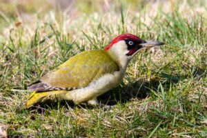 Die Streuobstwiese und ihre Tiere Grünspecht