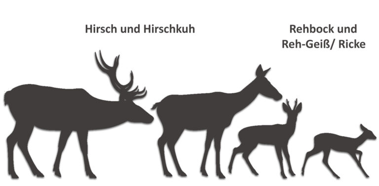 Unterschied Zwischen Reh Und Hirschkuh Hirsch Steckbrief