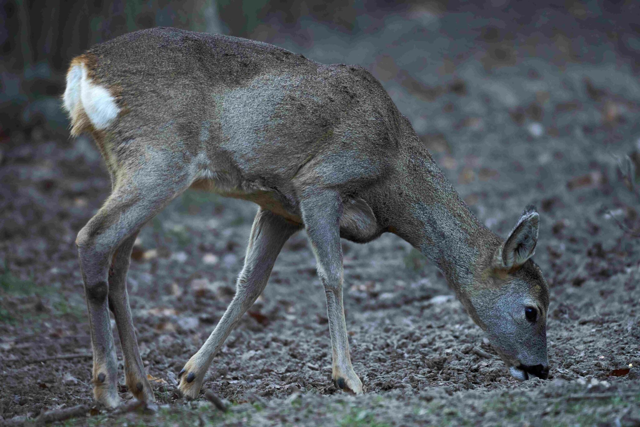 Reh Steckbrief Nahrung, Lebensraum, Größe