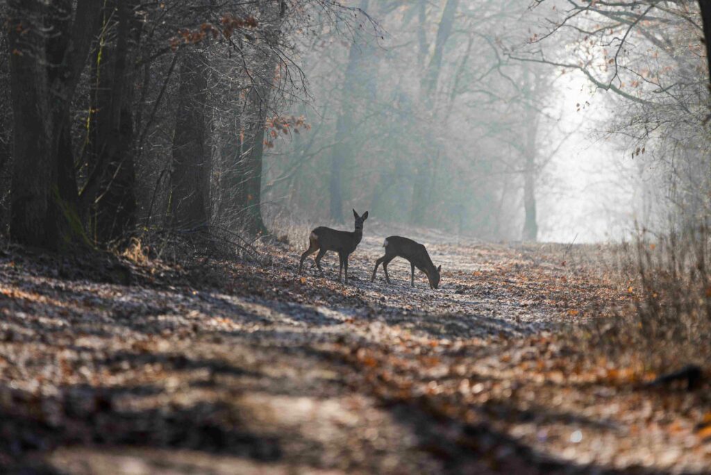 Reh Steckbrief Nahrung, Lebensraum, Größe