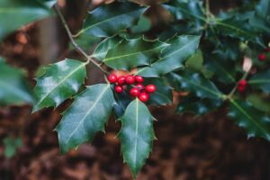 Dornen oder Stacheln
