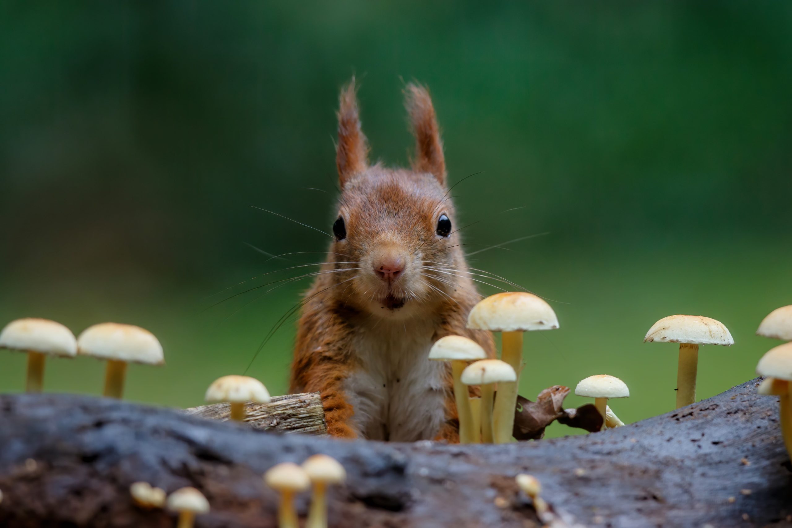 Eichhörnchen Steckbrief