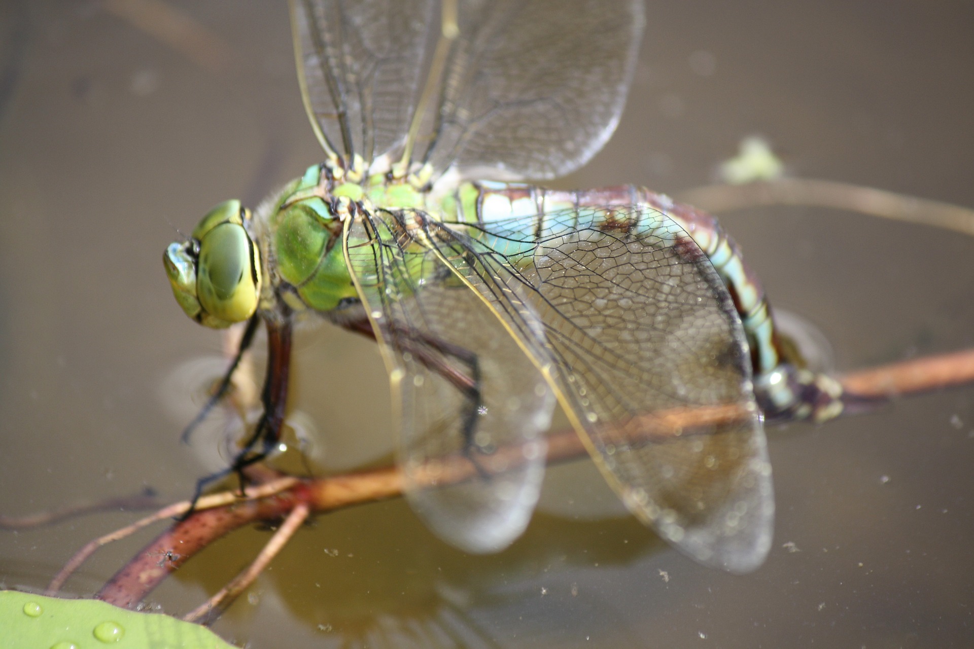 Tiere am und im Wasser