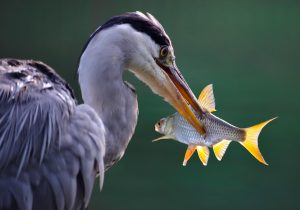 Tiere am und im Wasser