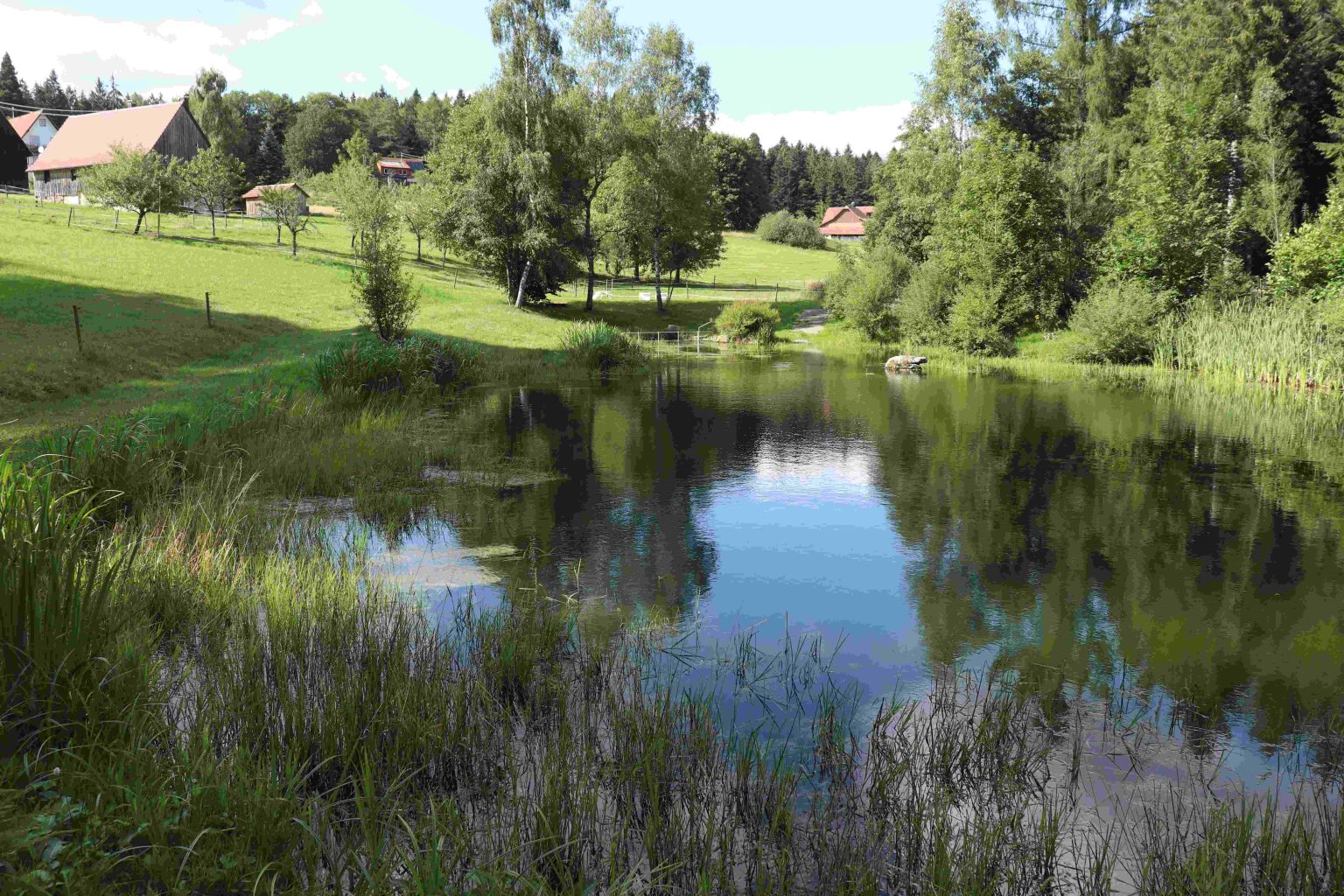Tümpel Teich Weiher See was ist der Unterschied