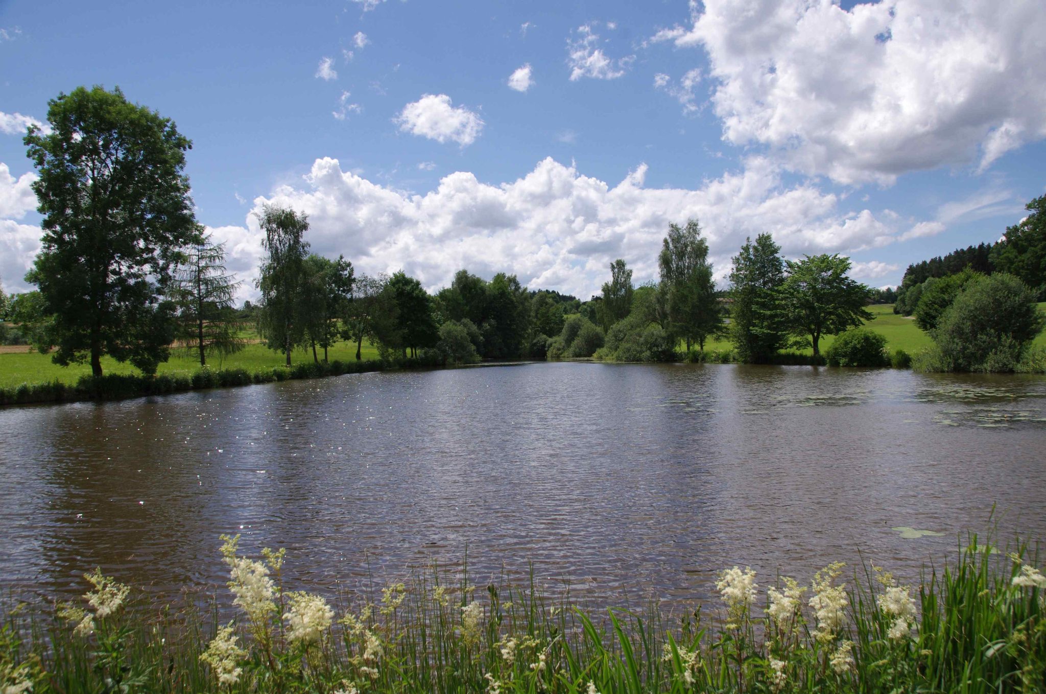 Truber Tumpel Teich Oder Sumpf