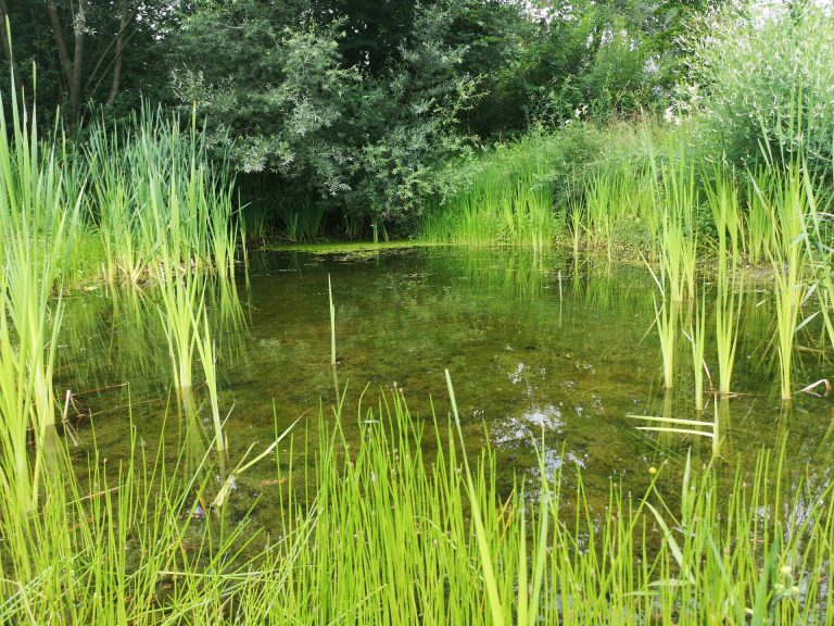 Lebensraum Teich