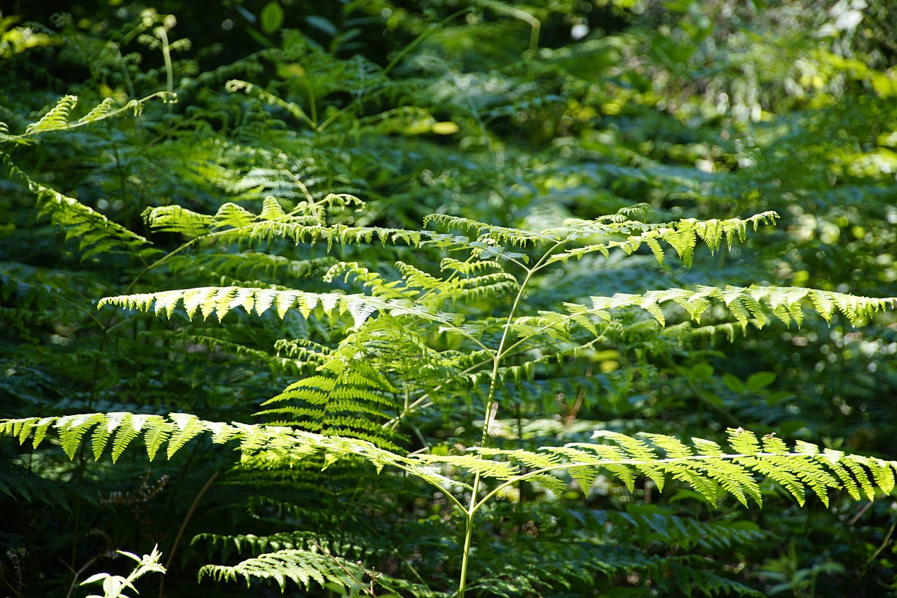 Farn-Arten im Naturpark