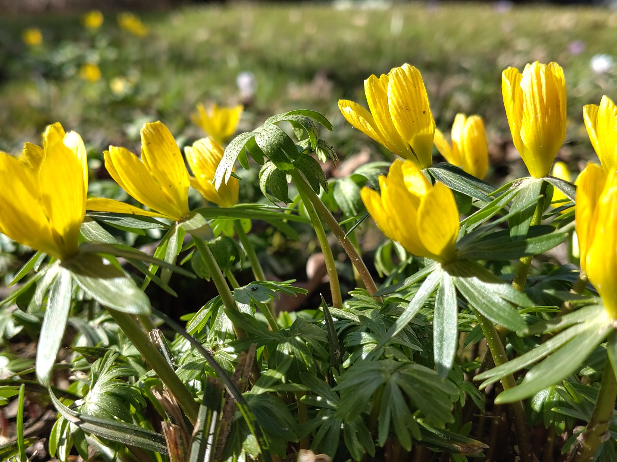 farbenfrohe Frühblüher