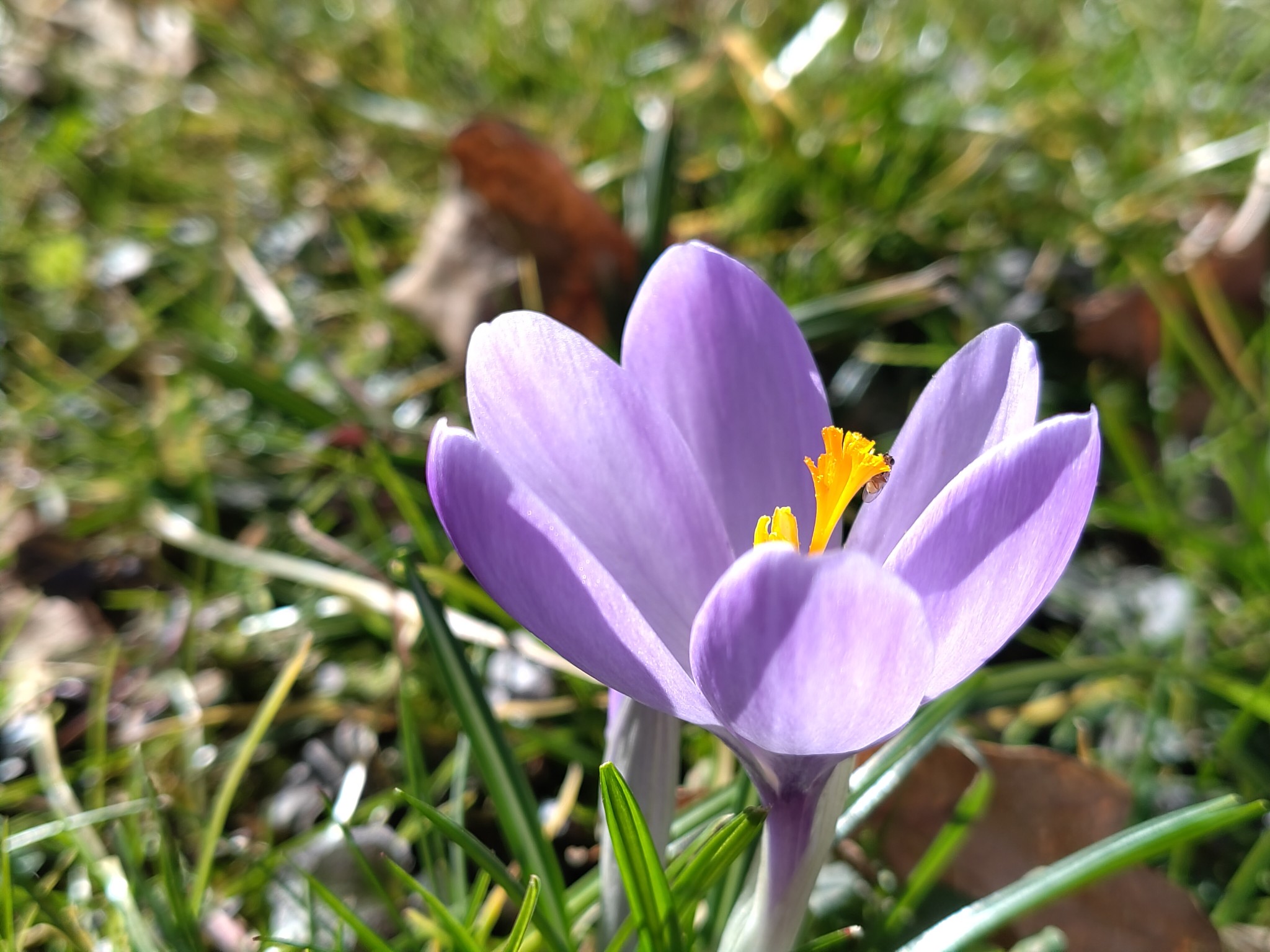 IMG_20250223_134142 farbenfrohe Frühblüher