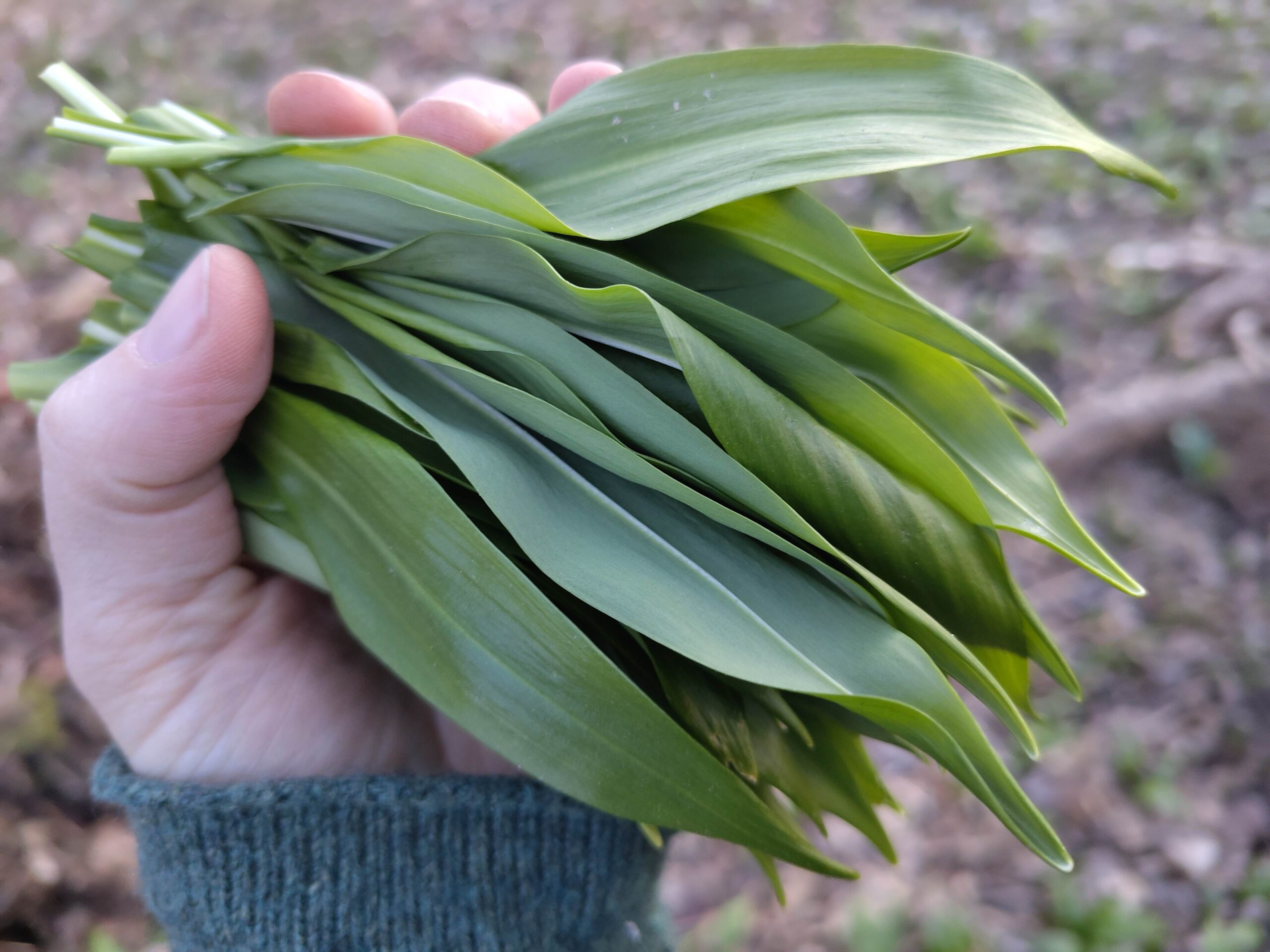 Frühlings-Wrap im Bärlauch-Nest