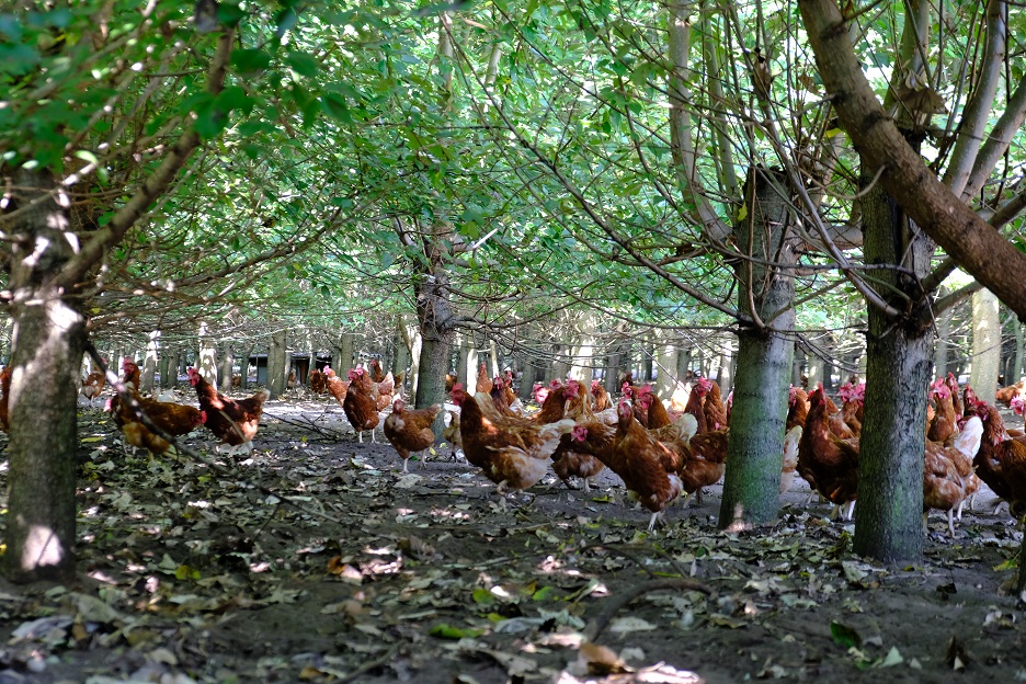 viele braune Hühner unter einem dichten, waldartigen Laubdach nutzen ihren Auslauf , der Titel des Bildes lautet Hühnerwald