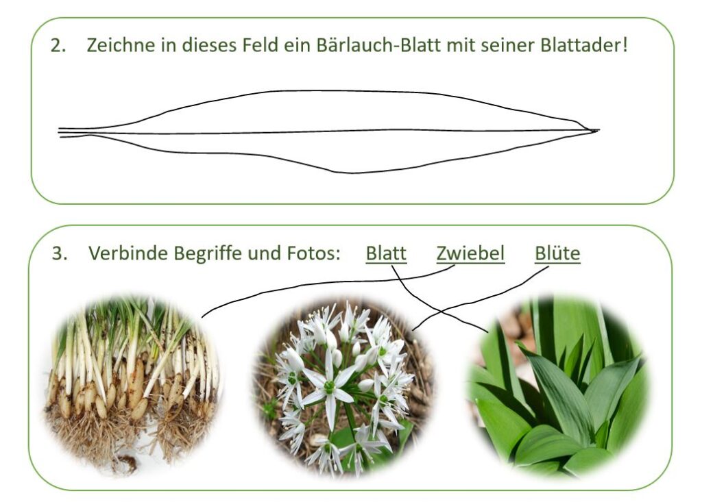 Details um den Bärlauch zu erkennen