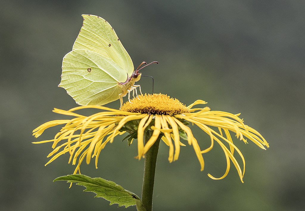 gelber Schmetterling auf gelber Blüte saugt Nektar