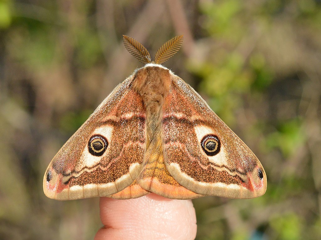 Beige-brauner Schmetterling mit hellem Flügelrand und 2 auffälligen Augenflecken, fächerförmigen Fühlern, sitzt auf einem Finger und ist von oben fotografiert