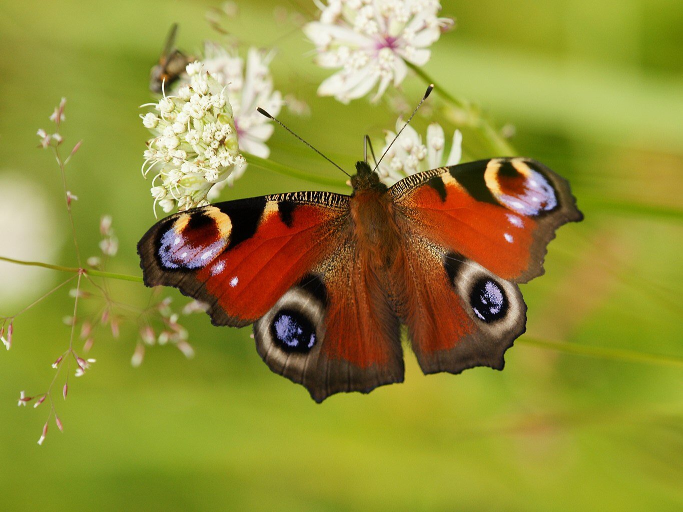 schöner strahlend bunter Schmetterling mit 4 großen blauen Augenflecken sitzt auf weißer Blüte vor hellgrünem Hintergrund