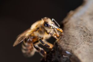 Honigbiene auf Holzscheit