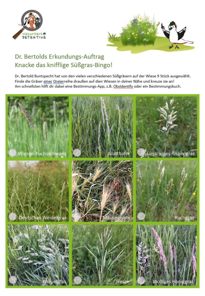 eine grüne quadratische Fläche mit 9 unterschiedlichen Süßgras-Arten, beschriftet und mit weißen Punkten zum Ankreuzen, im Header ein Buntspecht neben einer Blumenwieseninsel sowie eine Annleitung zum Bingospielen