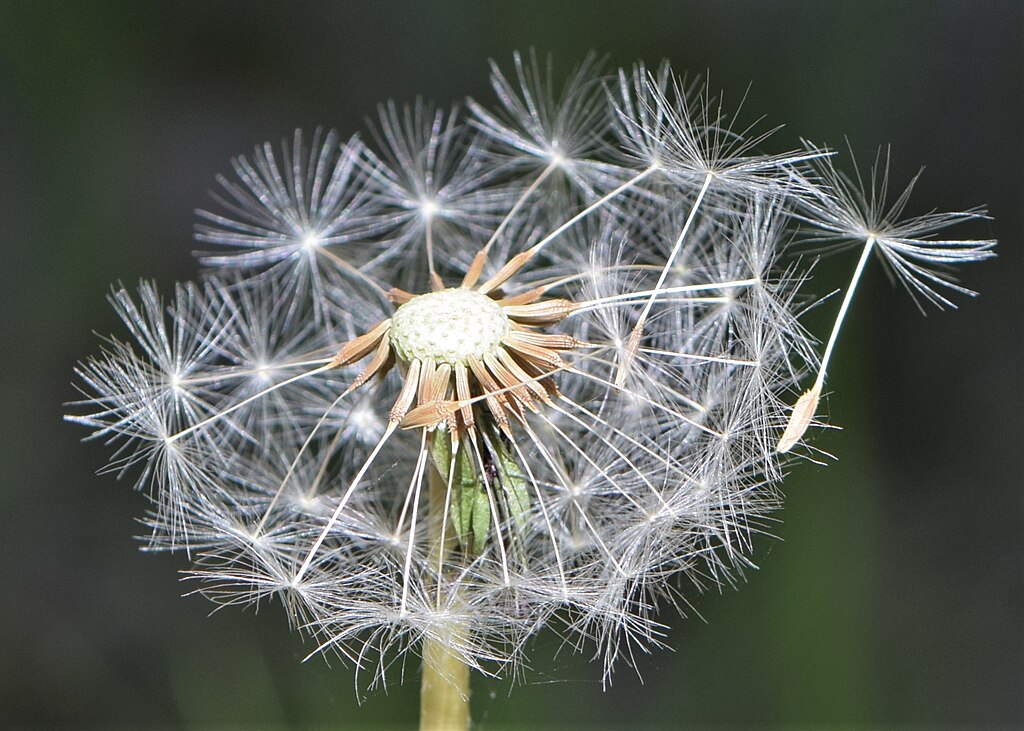 Pusteblume vor dunklem Hintergrund