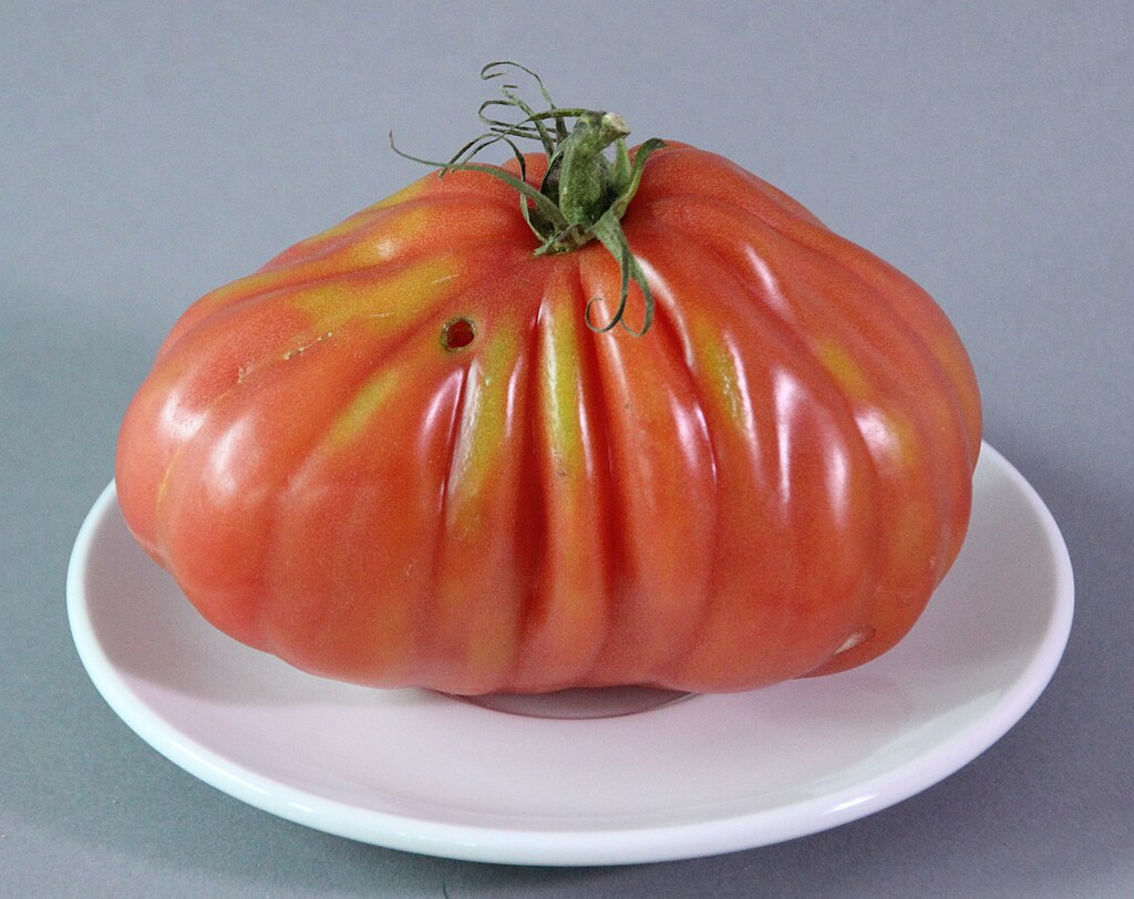sehr große, faltige Tomate auf einem kleinen weißen Teller