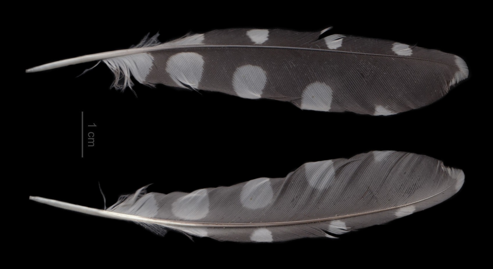 zwei graue Vogelfedern mit hellen Flecken