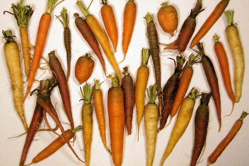 viele verschiedene Sorten von Karotten, darunter gelbe, oange, violette, kurze, lange, dicke, dünne