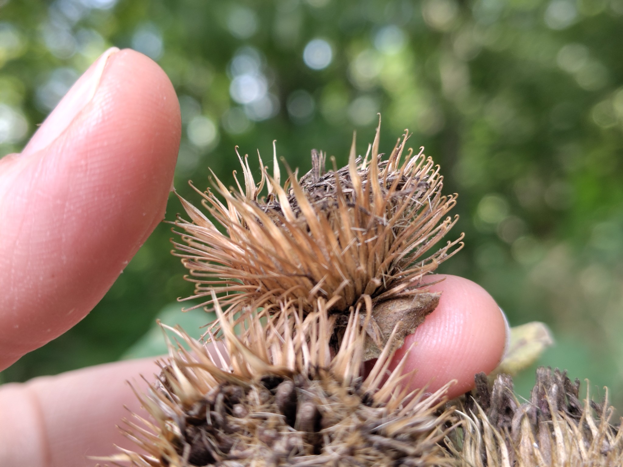 Klettenblüte mit Widerhaken, die am Daumen einer Person festhaken