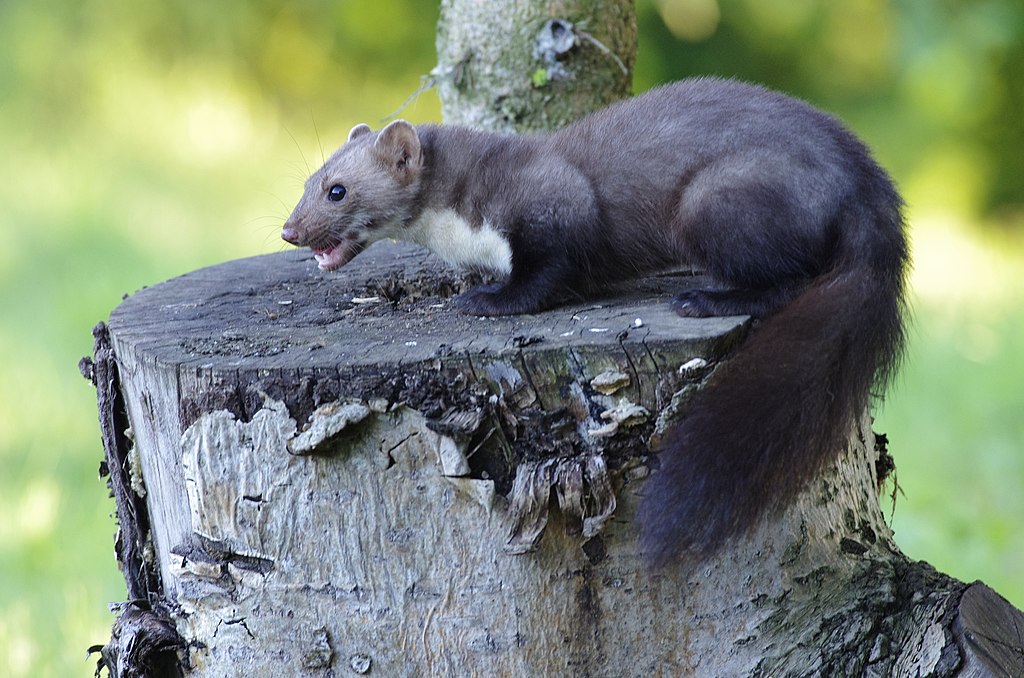 Steinmarder auf einem Baumstumpf sitzend