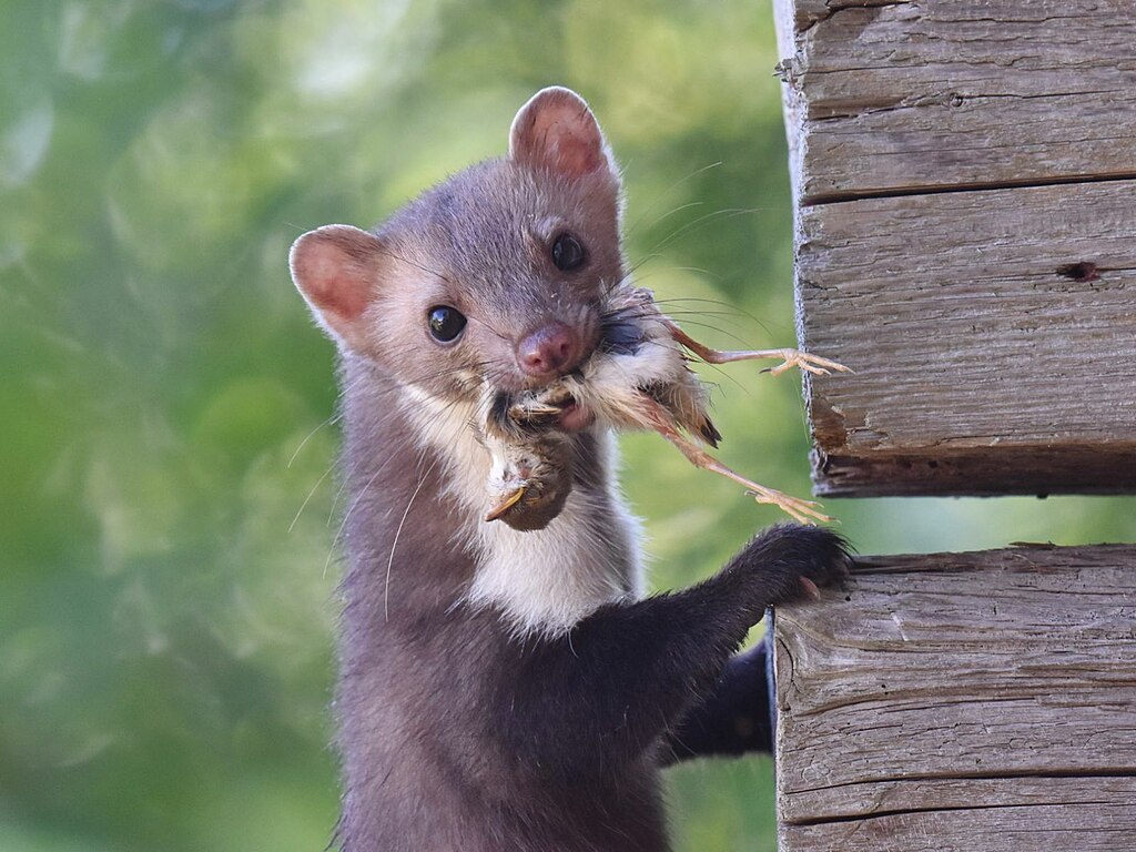Steinmarder mit einem erbeuteten Vogel im Maul, der an einem Holzzaun hinaufklettert