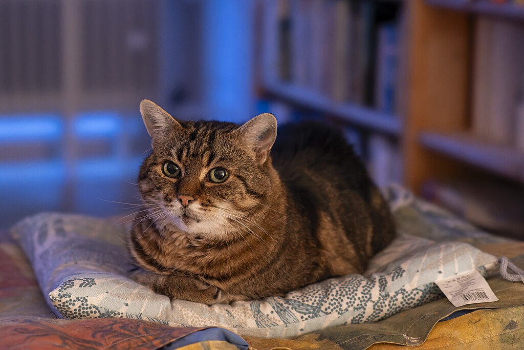 Getigerte Katze, die gemütlich auf einem Kissen liegt. Im Hintergrund ist ein Bücherregal zu sehen.