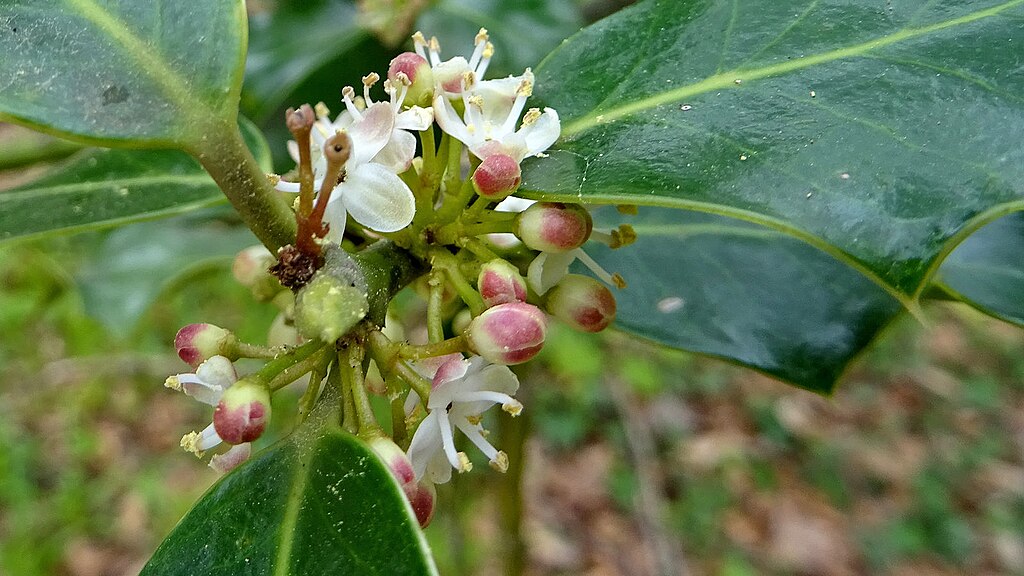 kleine weiße Blüten der Stechpalme in der Nahaufnahme