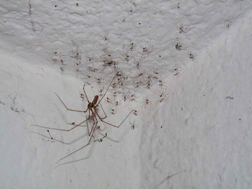 Ausgewachsene Zitterspinne mit schlankem Körper und dünnen, langen Beinen in einer Zimmerecke. Umgeben von ihrem Nachwuchs.
