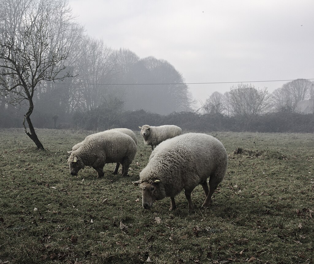 Grasende Schafe mit wolligem Fell in einer herbstlich-kahlen, nebelverhangenen Landschaft