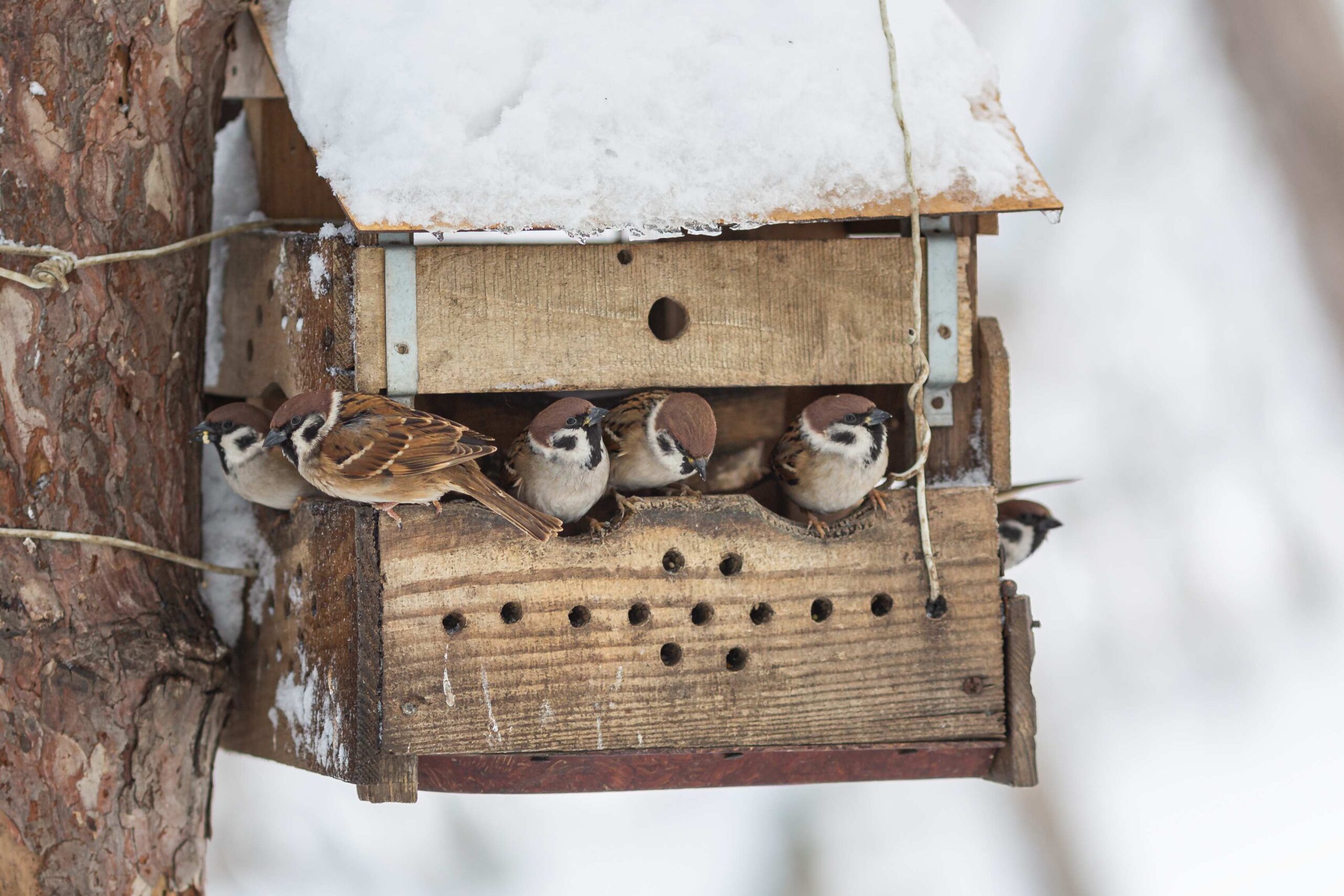 Fünf kleine Spatzen, die in einem verschneiten Futterhäuschen aus Holz sitzen.