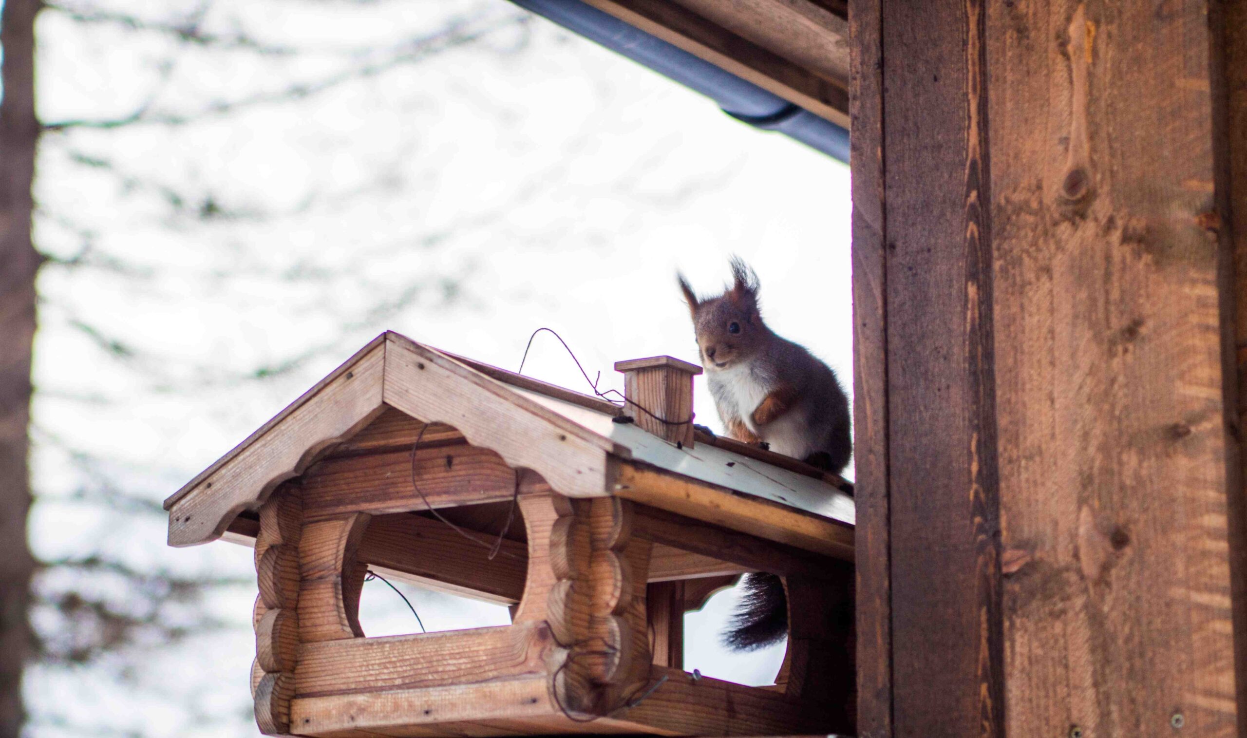 Ein Eichhörnchen, also ein kleines rot-braunes Nagetier mit buschigem Schwanz und weißem Bauchfell, sitzt auf einem Futterhäuschen aus Holz. Dieses ist an der Außenwand einer Gartenhütte aus Holz angebracht.