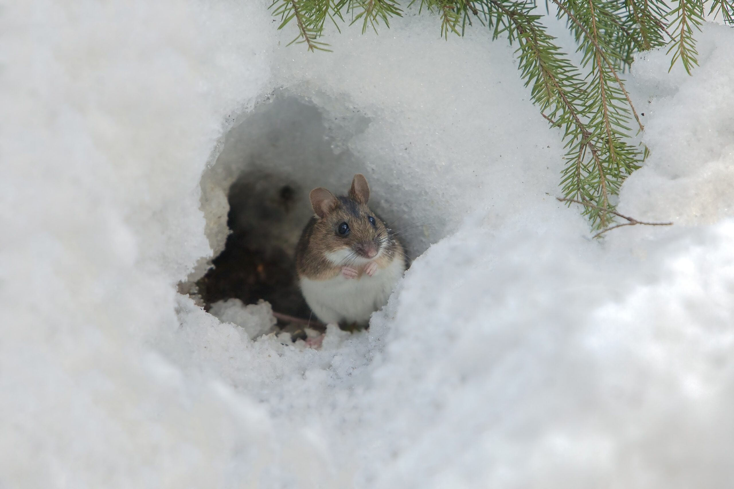 Eine Maus, also ein kleines Nagetier mit weißem Bauch-Fell , braunem Rücken-Fell, schwarzen Knopfaugen und runden Ohren. Sie sitzt in einer kleinen Schneehöhle
