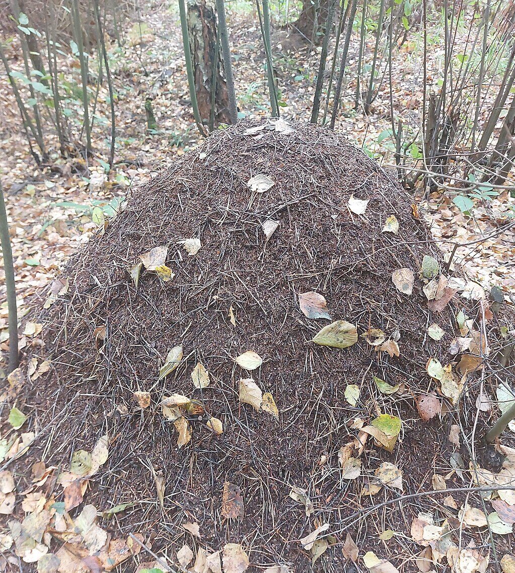 Ameisenhaufen von altem Herbstlaub bedeckt, dahinter kahle Sträucher