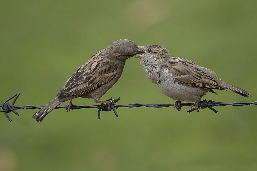 Zwei Spatzen auf einem Drahtzaun. Der erwachsene Spatz füttert den jungen.