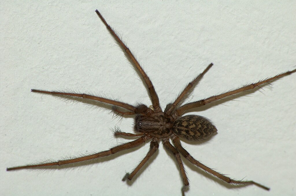 Braune Hauswinkelspinne mit rundlichem Hinterleib von oben fotografiert