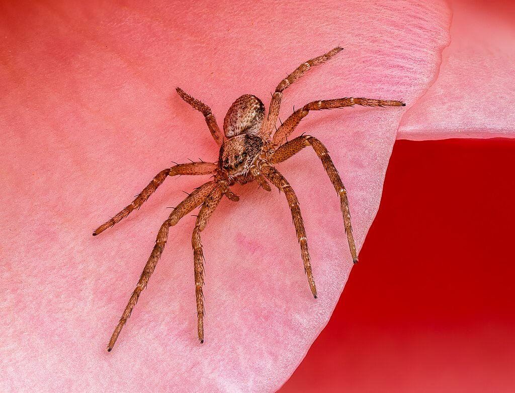 Braune Spinne auf einem Rosenblatt