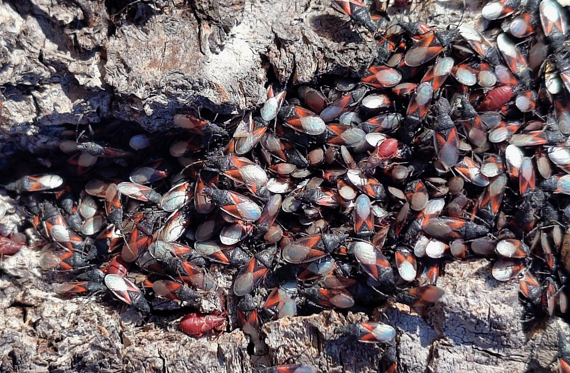 rötliche Insekten in einer Ansammlung auf Rinde