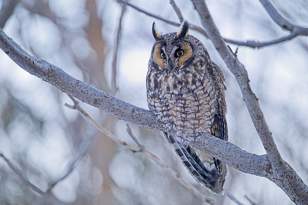 Waldohreule auf einem Ast sitzend. Hellbraun bis graubraun marmoriertes Gefieder. Großer, runder Kopf mit zwei Federohren. Gelbe, schwarz umrandete Augen. Rötlich-brauner, weiß umrandeter Gesichtsschleier. Dunkler, hakenförmiger Schnabel.