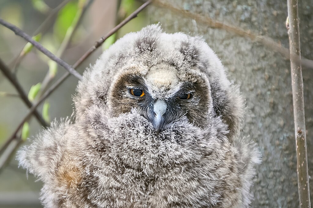 Junge Waldohreule mit graubraunem, flauschigem Gefieder. Gelbe, schwarz umrandete Augen und ein dunkler, gekrümmter Schnabel.