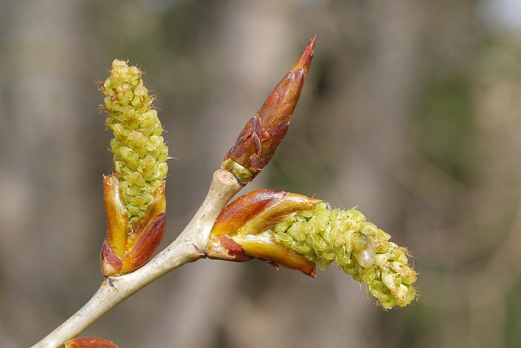 grünliche Blüten aus drei Knospen