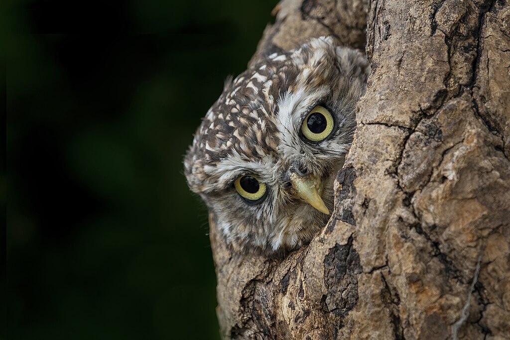 Kleine Eule mit braun-weiß geflecktem Gefieder, gelben Augen und gelbem Schnabel, die aus einer Baumhöhle herausschaut.
