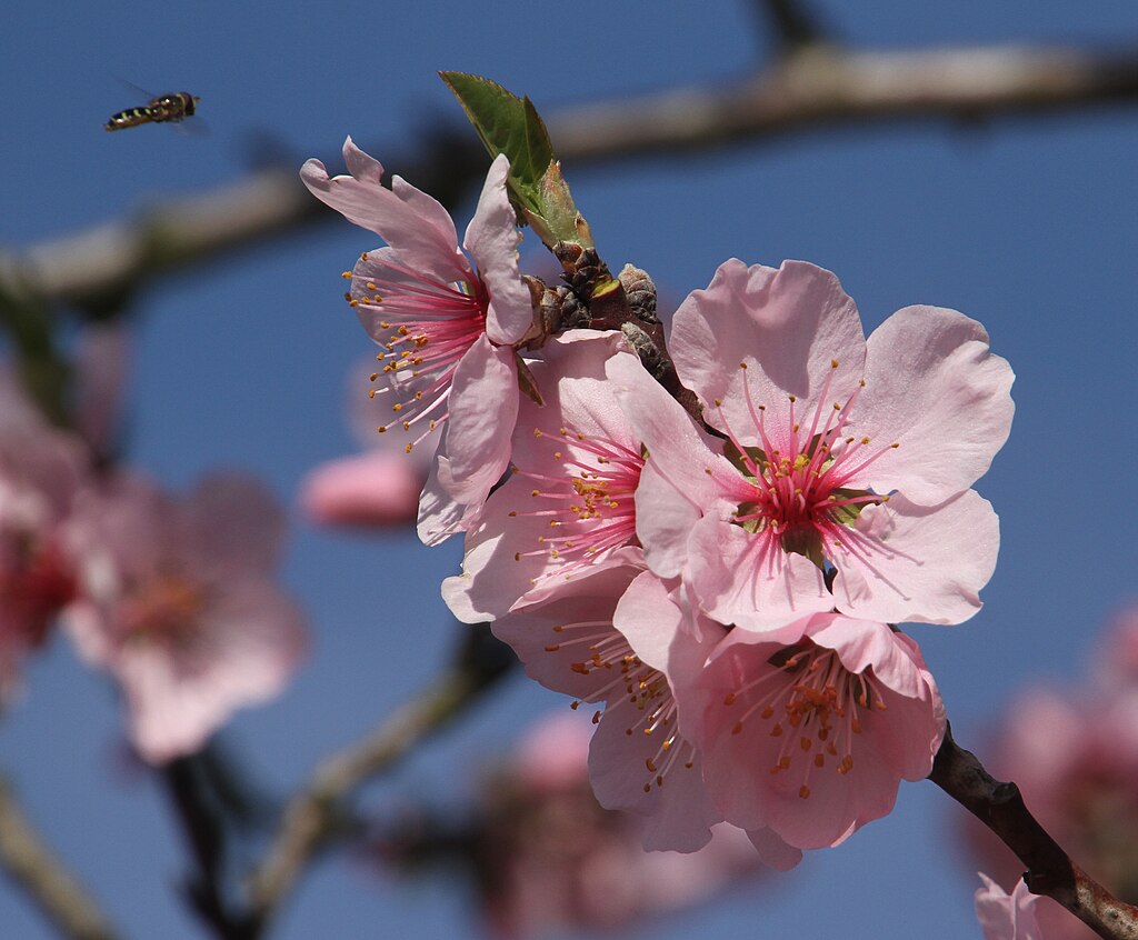 Hellrosa, fünfblättrige Blüten des Mandelbaums